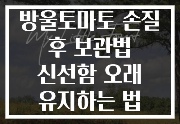 방울토마토 손질 후 보관법 신선함 오래 유지하는 법