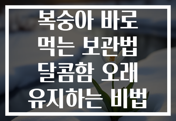 복숭아 바로 먹는 보관법 달콤함 오래 유지하는 비법