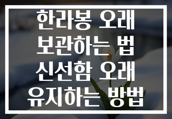 한라봉 오래 보관하는 법 신선함 오래 유지하는 방법