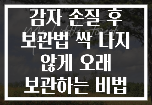 감자 손질 후 보관법 싹 나지 않게 오래 보관하는 비법