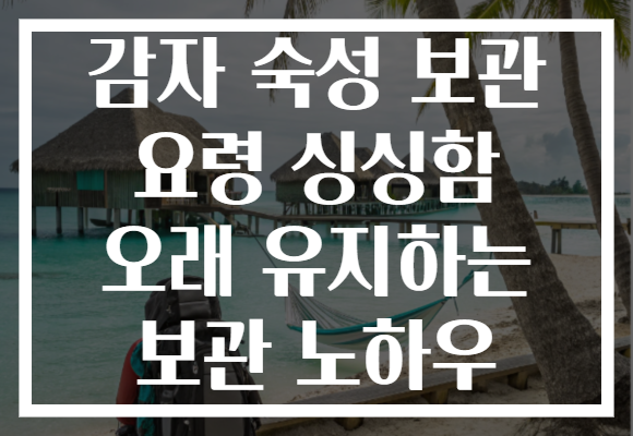 감자 숙성 보관 요령 싱싱함 오래 유지하는 보관 노하우