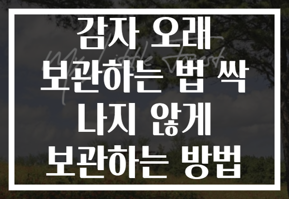 감자 오래 보관하는 법 싹 나지 않게 보관하는 방법