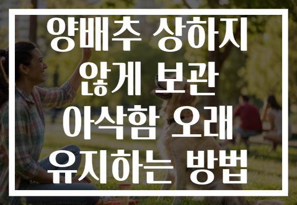 양배추 상하지 않게 보관 아삭함 오래 유지하는 방법