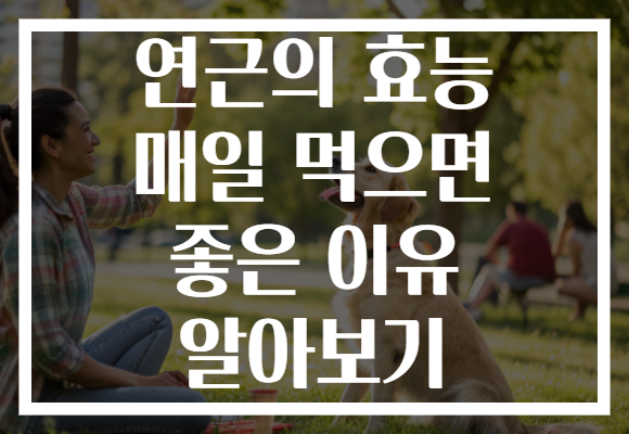 연근의 효능 매일 먹으면 좋은 이유 알아보기