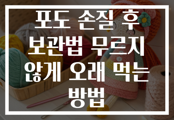 포도 손질 후 보관법 무르지 않게 오래 먹는 방법
