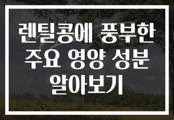 렌틸콩에 풍부한 주요 영양 성분 알아보기