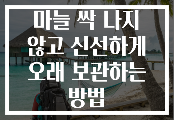 마늘 싹 나지 않고 신선하게 오래 보관하는 방법