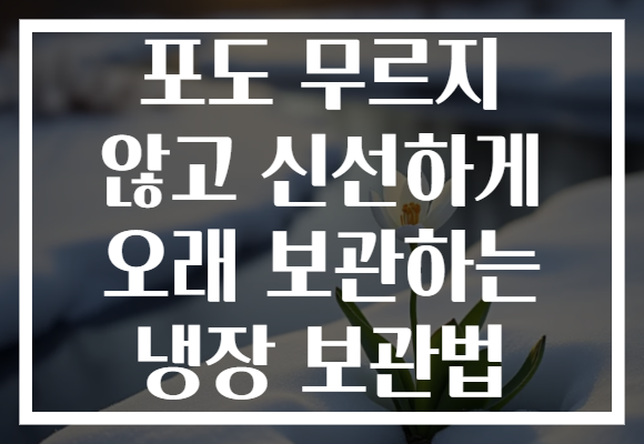 포도 무르지 않고 신선하게 오래 보관하는 냉장 보관법