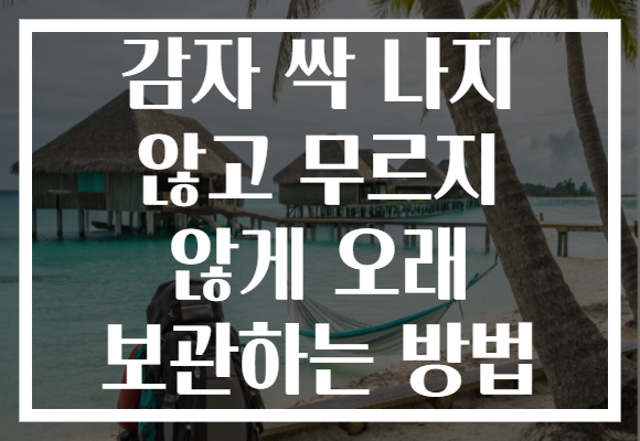 감자 싹 나지 않고 무르지 않게 오래 보관하는 방법