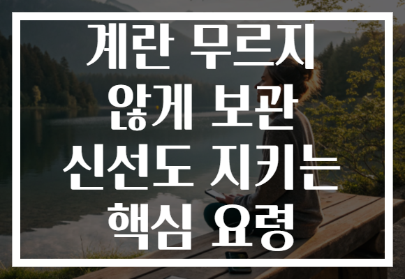 계란 무르지 않게 보관 신선도 지키는 핵심 요령