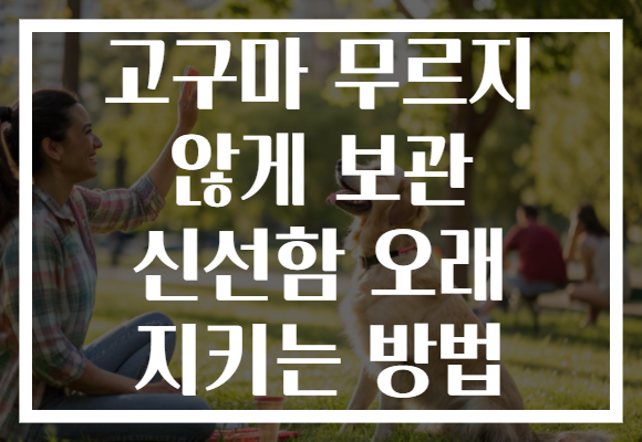고구마 무르지 않게 보관 신선함 오래 지키는 방법