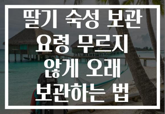 딸기 숙성 보관 요령 무르지 않게 오래 보관하는 법