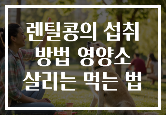 렌틸콩의 섭취 방법 영양소 살리는 먹는 법
