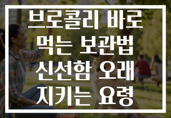 브로콜리 바로 먹는 보관법 신선함 오래 지키는 요령